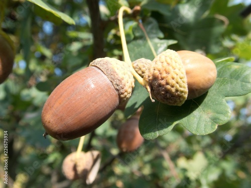 detail of an autumn oak nut on a tree