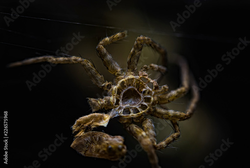 Fotografie spider Araneus shed or molt Exoskeleton