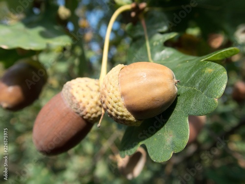 detail of an autumn oak nut on a tree