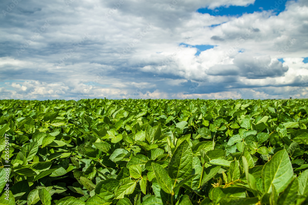 Green ripening soybean field, agricultural landscape Green ripening soybean field, agricultural landscape