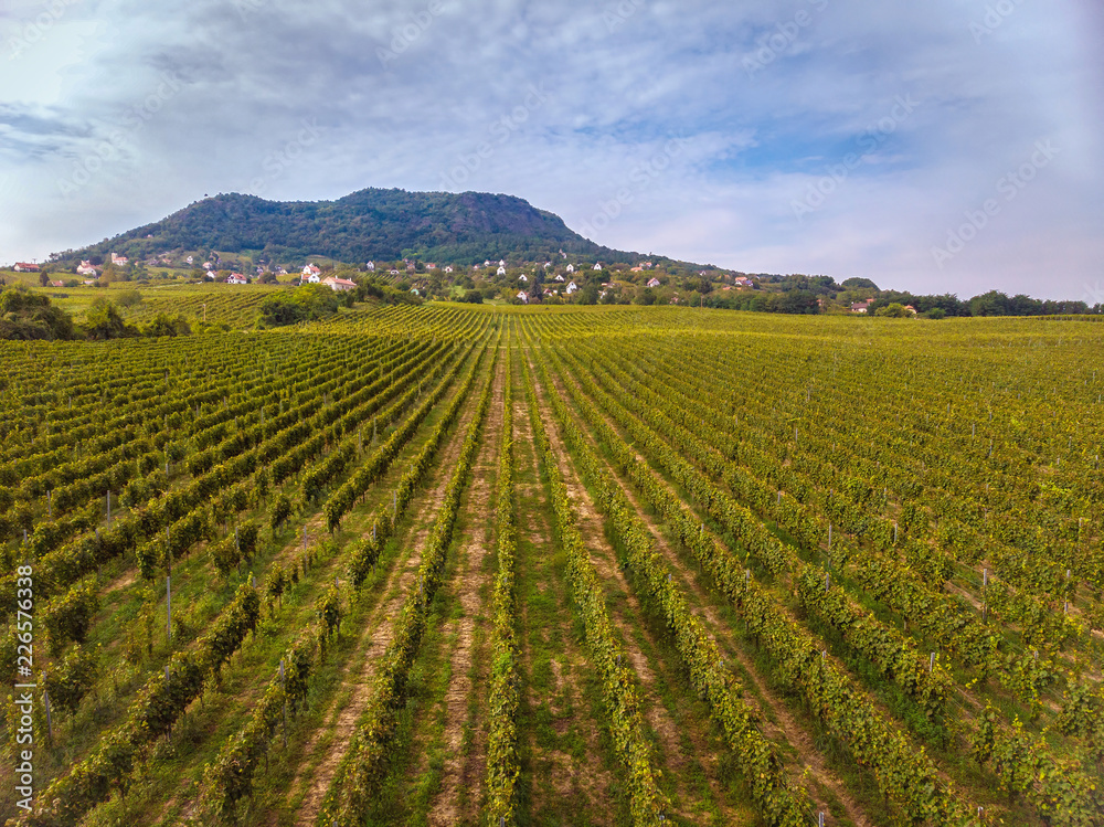 Aerial drone footage from a long grape rows in Hungary near the lake Balaton
