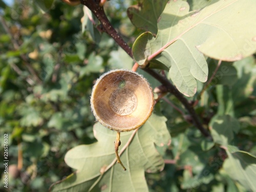 detail of an autumn oak nut on a tree