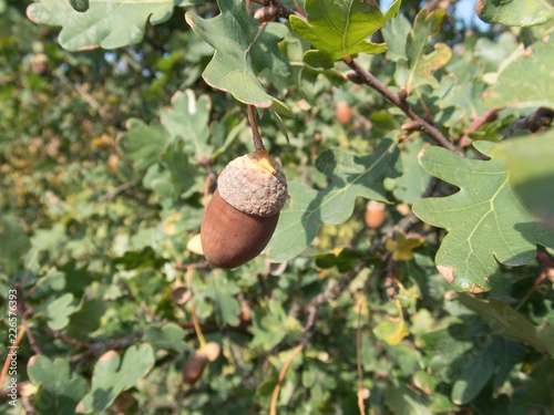 detail of an autumn oak nut on a tree