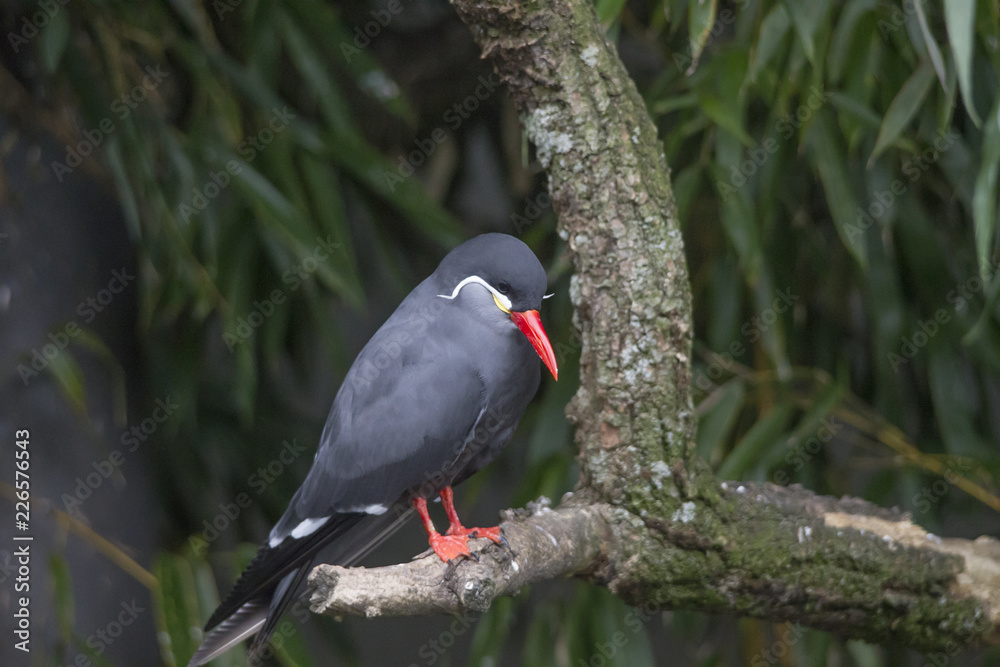 An Inca tern on a branch An Inca tern on a branch