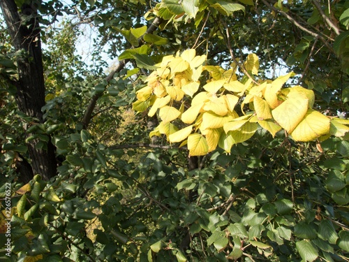 detail of an autumn linden tree