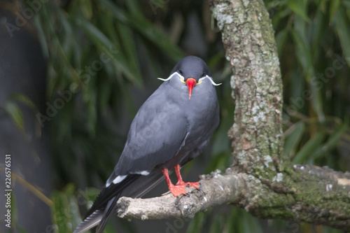 An Inca tern on a branch