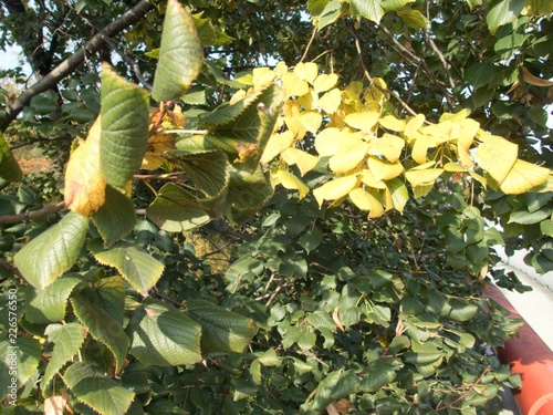 detail of an autumn linden tree