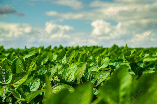 Green ripening soybean field, agricultural landscape