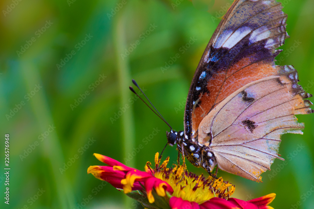 Obraz premium The Plain Tiger butterfly sitting on the flower plant with a nice soft background