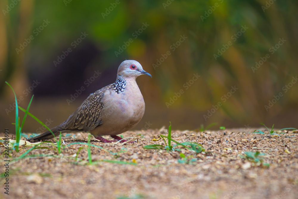 Dove Bird sitting on the tree, in its natural habitat with a soft blurry background. Dove Bird sitting on the tree, in its natural habitat with a soft blurry background.