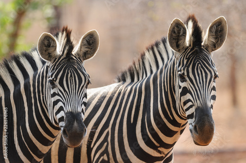 two zebra in africa  