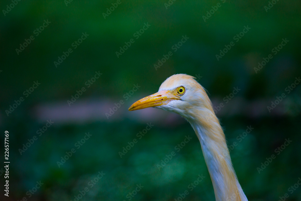 Obraz premium A portrait of a Cattle Egret in the garden in its natural habitat.