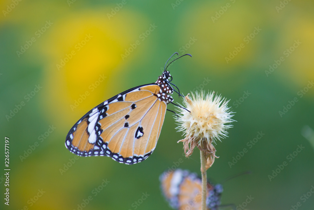 The Plain Tiger butterfly sitting on the flower plant with a nice soft background in its natural habitat during the day The Plain Tiger butterfly sitting on the flower plant with a nice soft background in its natural habitat during the day