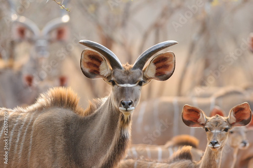 Kudu in sunset - Southern Africa  photo