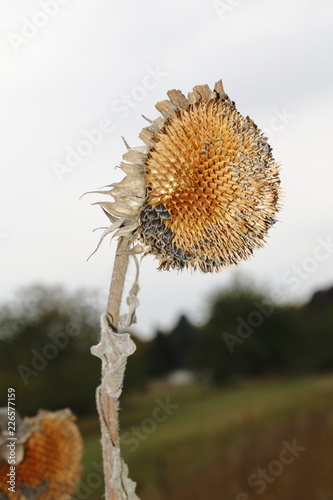 Fototapeta Naklejka Na Ścianę i Meble -  Vertrocknete Blüte einer Sonnenblume mit Sonnenblumenkerne auf einem Feld im Herbst