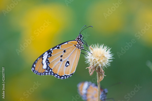 The Plain Tiger butterfly sitting on the flower plant with a nice soft background in its natural habitat during the day