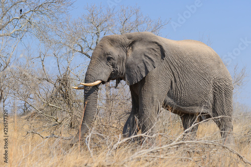 african Elefant eating tree trunk