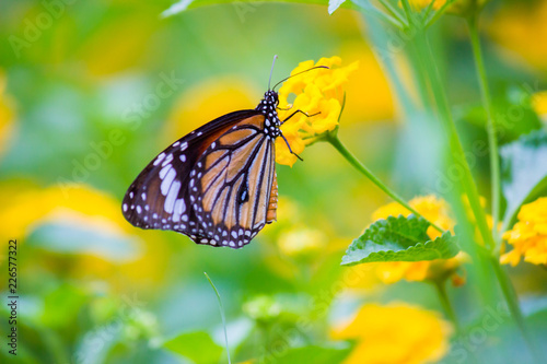 The Monarch butterfly sitting on the flower plant with a nice soft background in its natural habitat on a early morning spring day
