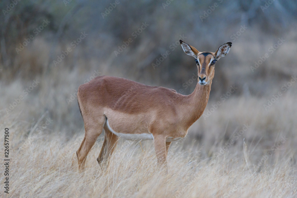 Naklejka premium Impala in sunset - sundowner 