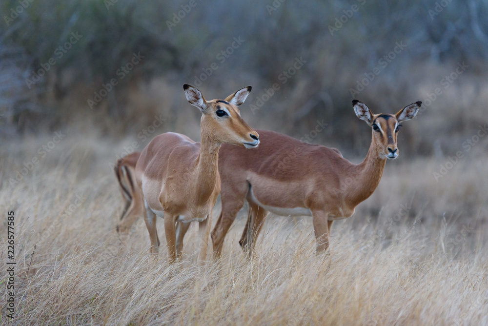 Impala in sunset - sundowner 
