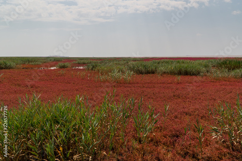 Red beach of Panjin in Liaoning, China photo