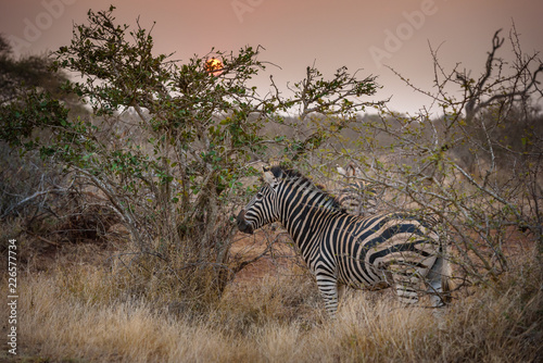 Zebra during sundowner in africa 