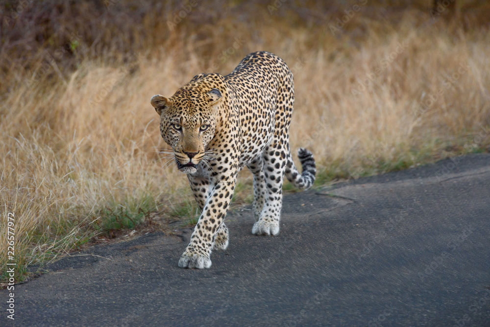 Fototapeta premium libbard na drodze w parku narodowym krueger w południowej afryce