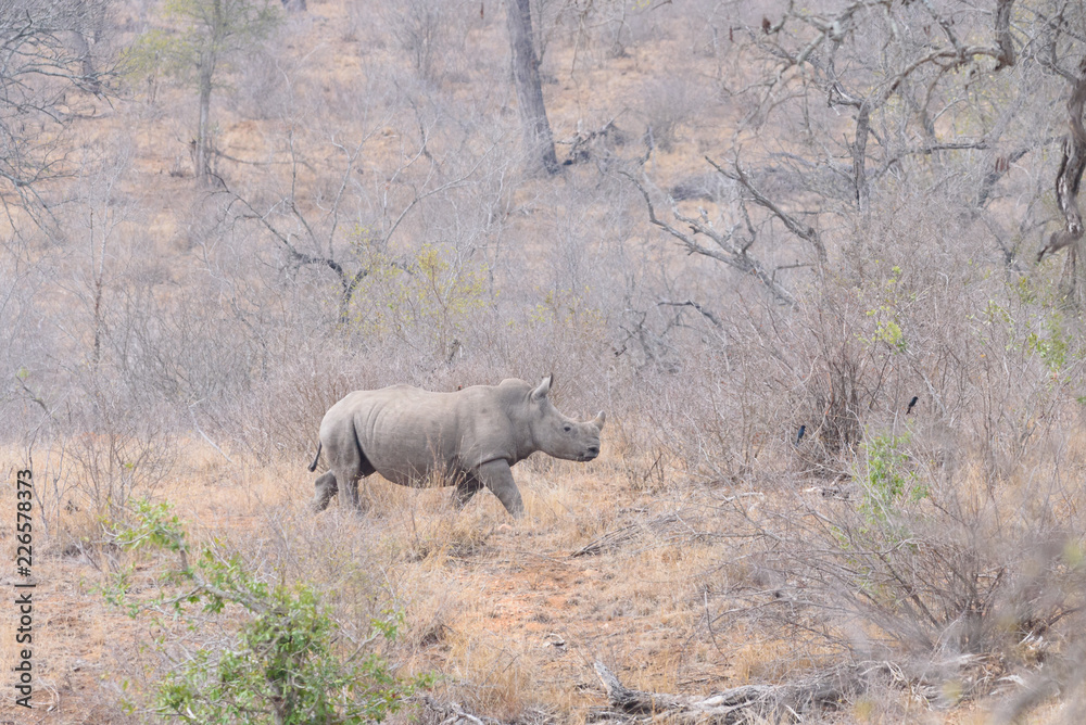 Fototapeta premium Park Narodowy Rhino Southafrica Krueger