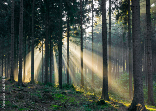 Light rays coming through the trees in the forest