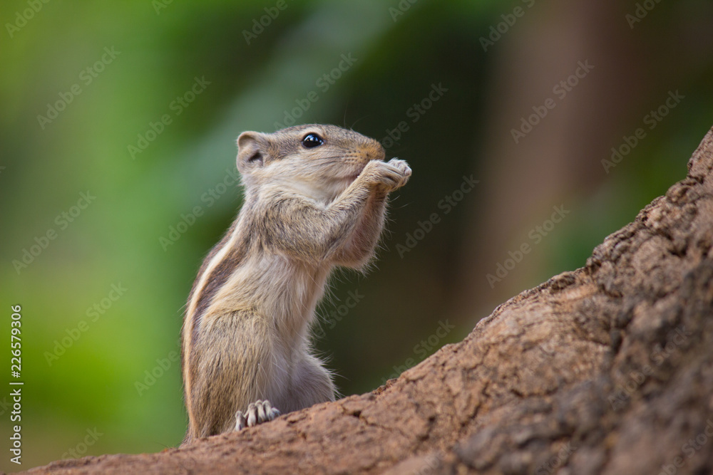 A Squirrel on the tree trunk looking curiously in its natural habitat with a nice soft green blurry background. A Squirrel on the tree trunk looking curiously in its natural habitat with a nice soft green blurry background.