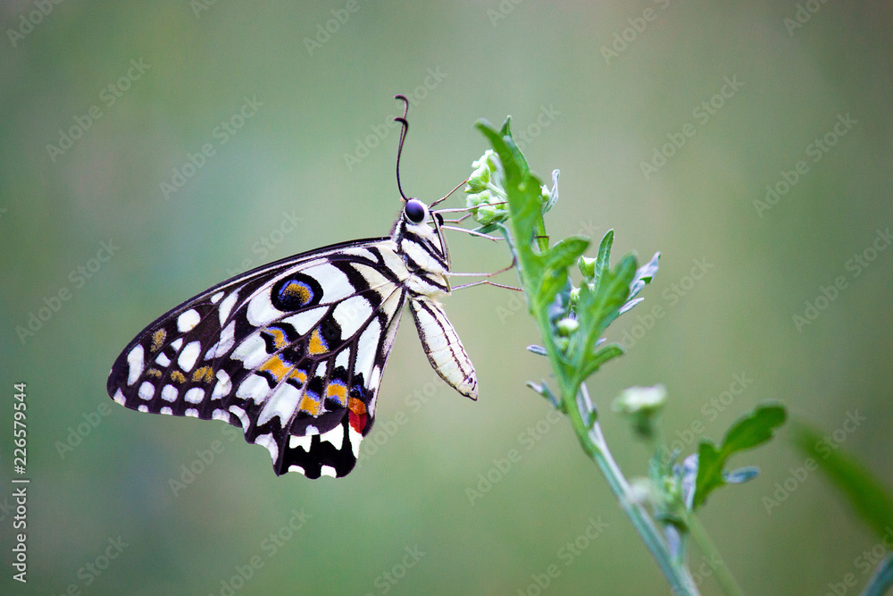 Fototapeta premium The Common Lime Butterfly sitting on the flower plants in its natural habitat with a nice soft blurry background.