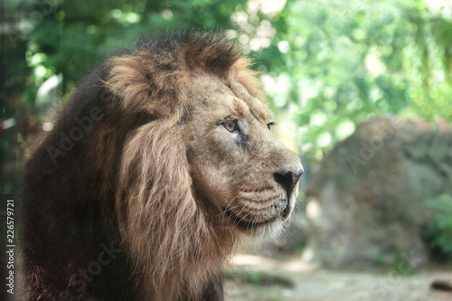 portrait of a large beautiful lion © coffeemill