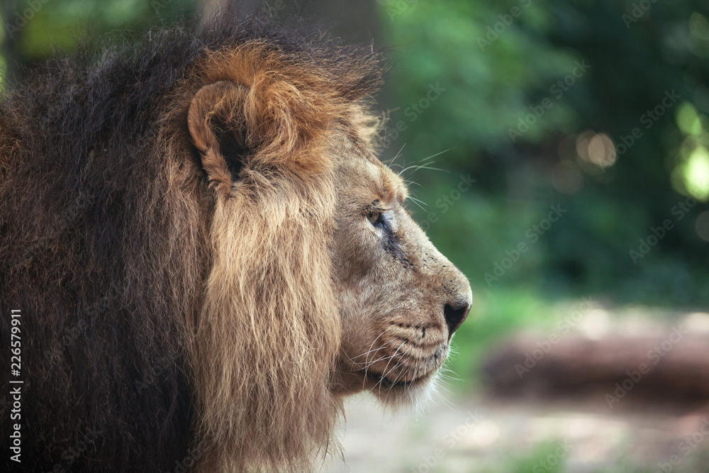 Obraz premium portrait of a large beautiful lion