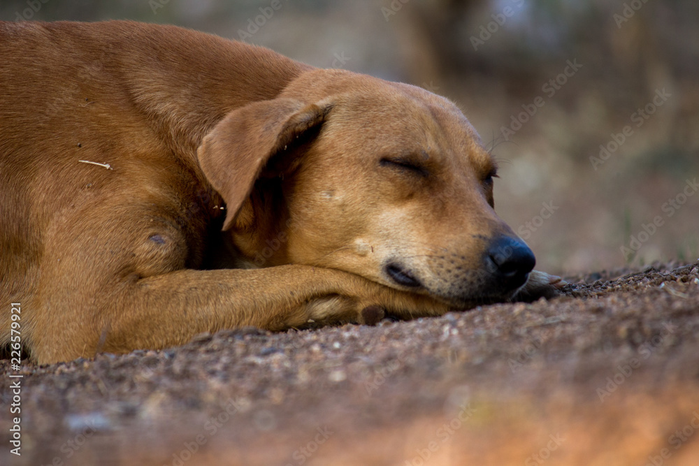 A dog in a deep sleep on the street A dog in a deep sleep on the street