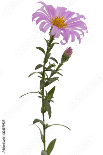 Fototapeta Naklejka Na Ścianę i Meble -  Flower of astra perennial undersized, isolated on a white background