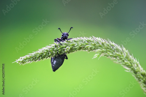 Beetles are a group of insects that form order Coleoptera, in the superorder Endopterygota. Their front pair of wings is hardened into wing-cases, elytra, distinguishing them from most other insects