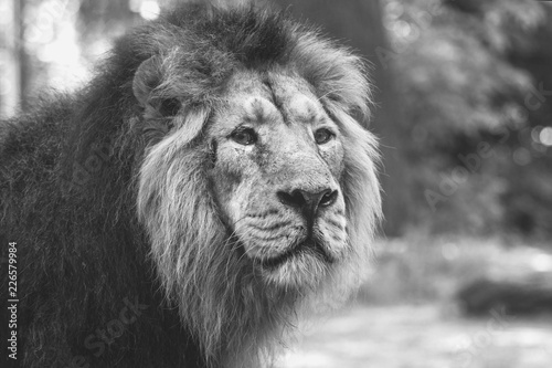 Fototapeta Naklejka Na Ścianę i Meble -  portrait of a large beautiful lion