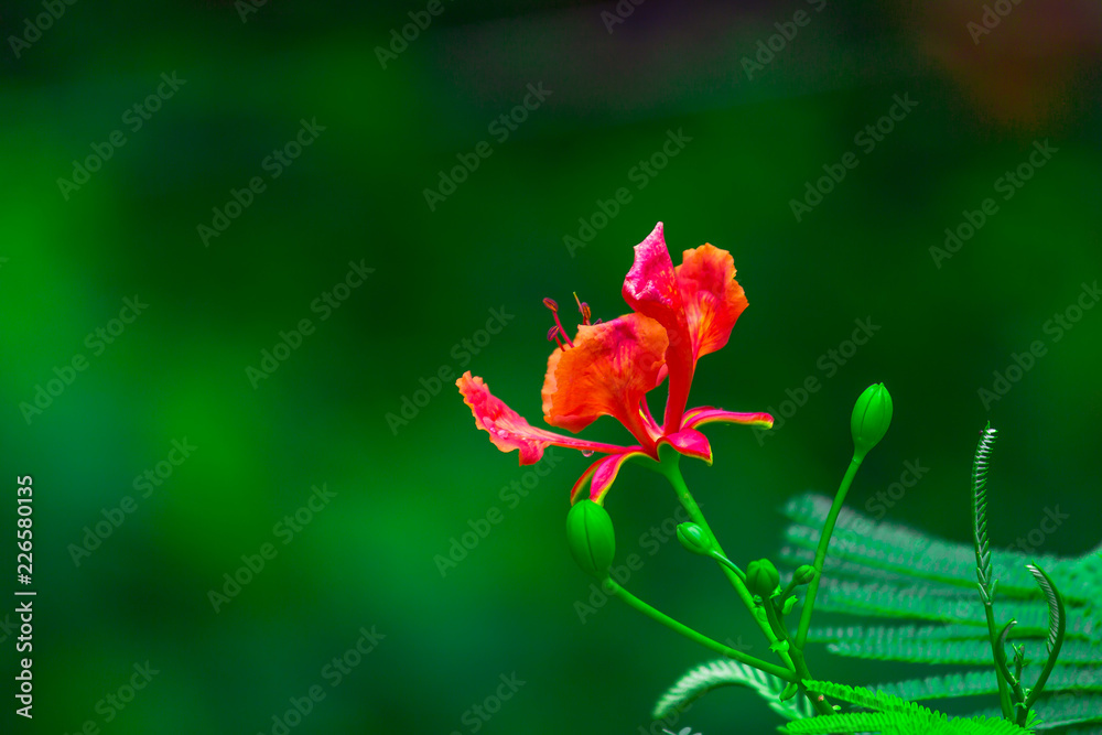 Gulmohar flower seen in a soft bokeh background