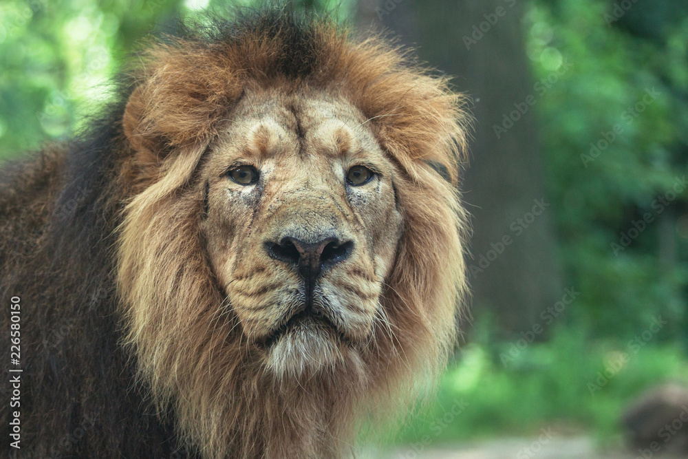 Fototapeta premium portrait of a large beautiful lion