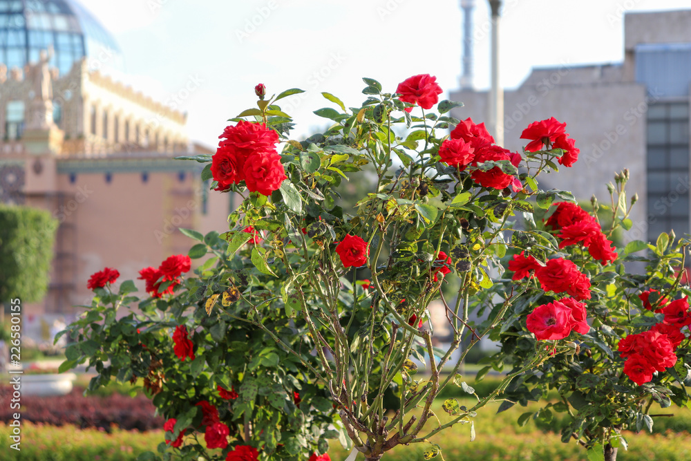Bush of red roses on the background of buildings. Beautiful roses close-up with green leaves on a high stalk. Spray rose with flowers of karsny color.