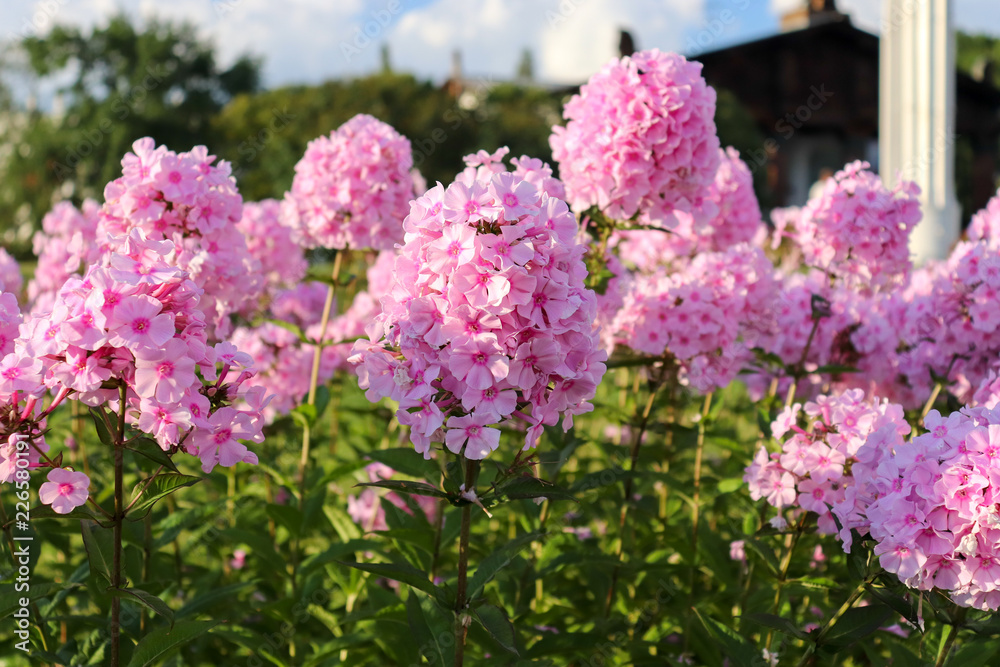 Beautiful Phlox paniculata gently pink color. Closeup of a purple flower with green leaves. Flowerbed with natural flowers Phlox paniculata. Beautiful Phlox paniculata gently pink color. Closeup of a purple flower with green leaves. Flowerbed with natural flowers Phlox paniculata.