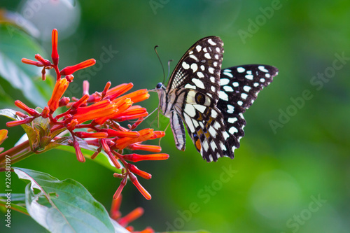 The Common Lime Butterfly sitting on the flower plants in its natural habitat with a nice soft blurry background.