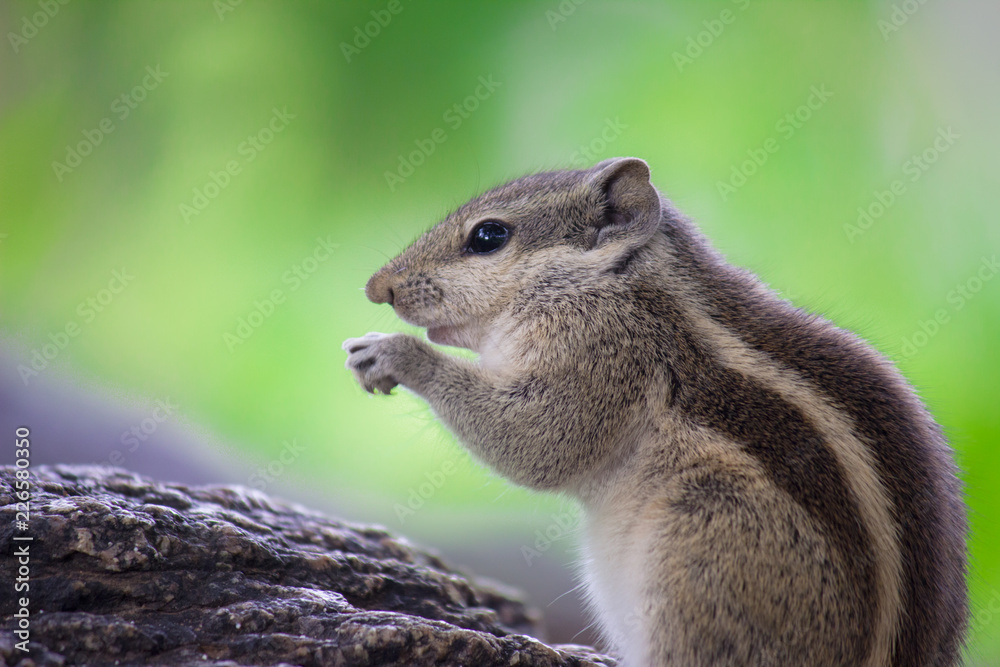 Fototapeta premium A Squirrel on the tree trunk looking curiously in its natural habitat with a nice soft green blurry background.