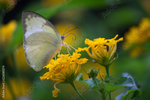 The Yellow Grass Butterfly sitting on the flower in its natural habitat