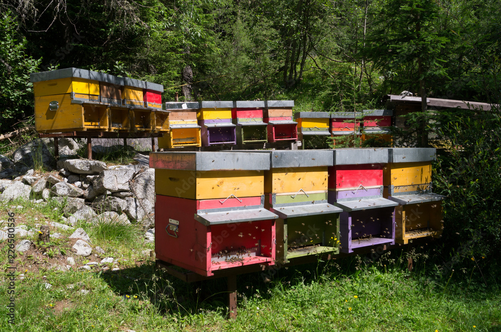 Arnie colorate poste in un prato in mezzo ad un bosco Arnie colorate poste in un prato in mezzo ad un bosco