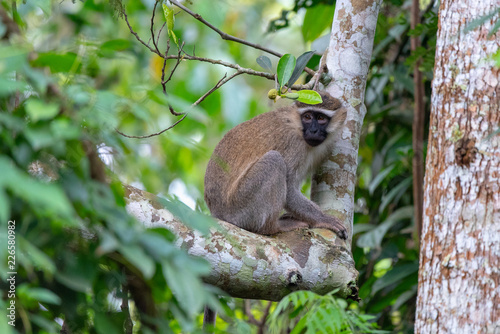 Monkey in the tree