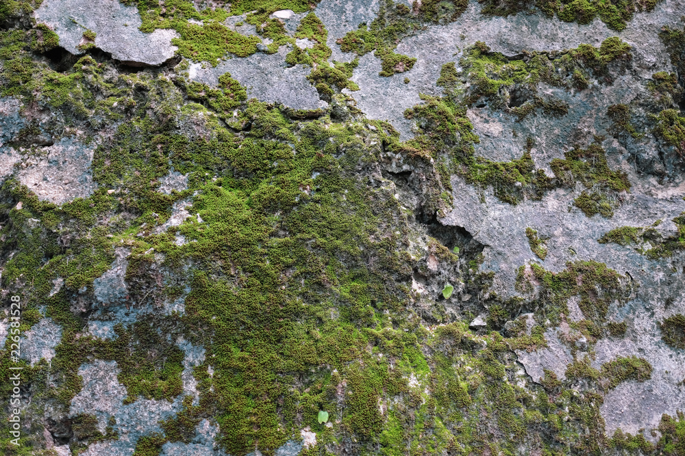 Sparse moss textured background on the rock. Beautiful in nature