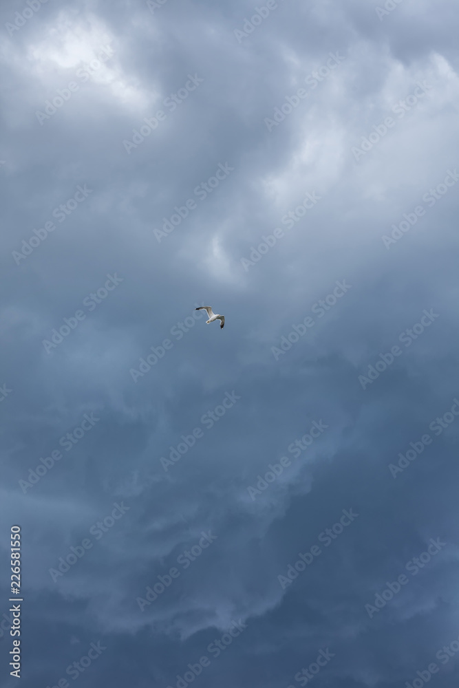 The stormy sky, the white seagull under the thunderclouds The stormy sky, the white seagull under the thunderclouds