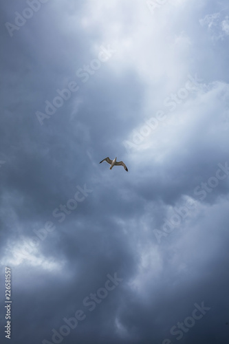 The stormy sky, the white seagull under the thunderclouds