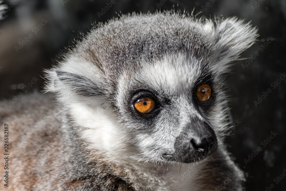 Fototapeta premium Ring tail Lemur